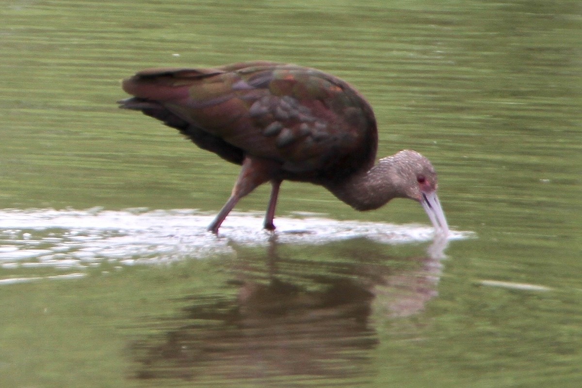 Ibis à face blanche - ML69205521