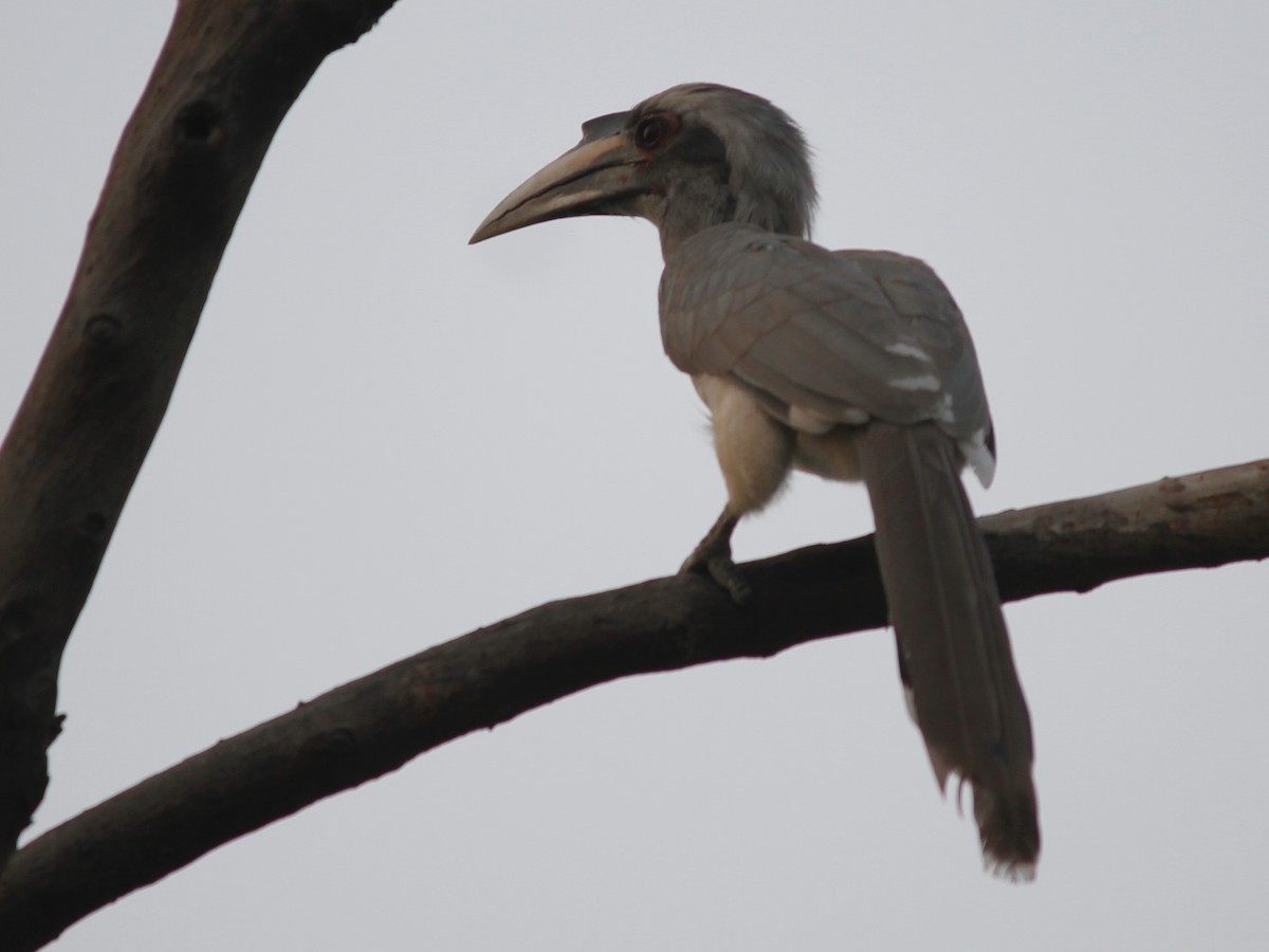 Indian Gray Hornbill - ML69207291