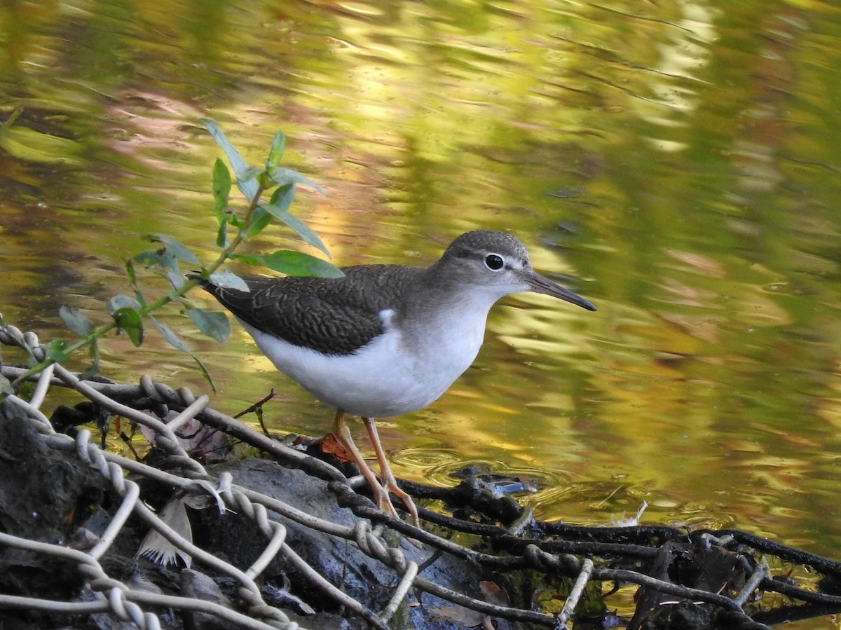 Spotted Sandpiper - ML69207421