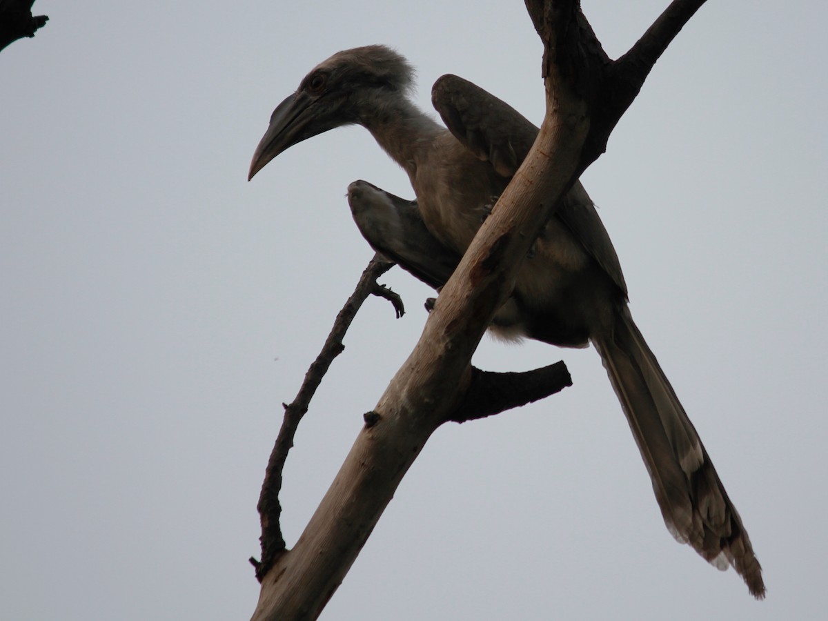 Indian Gray Hornbill - ML69207481