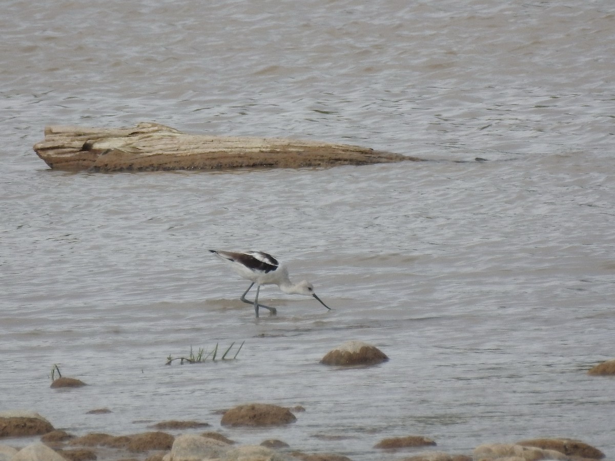 American Avocet - ML69210631