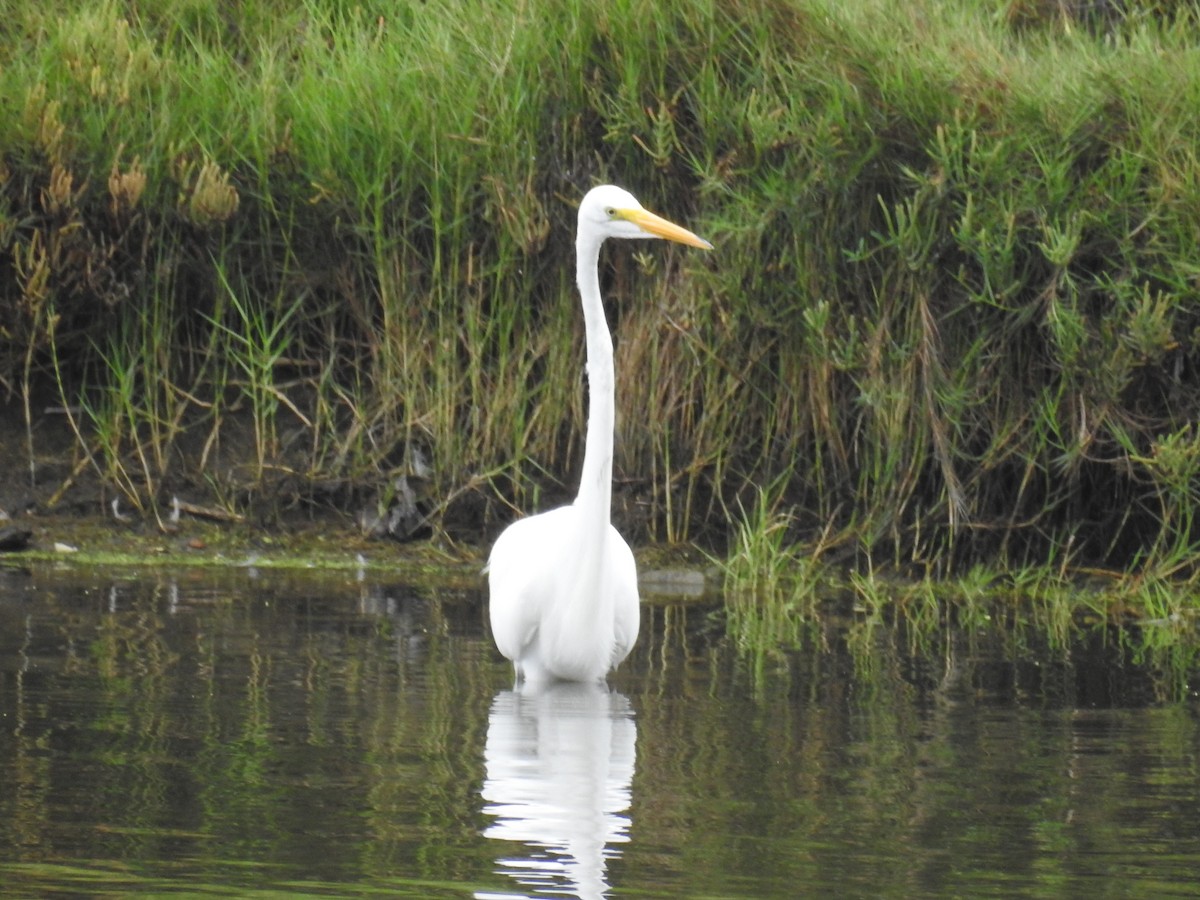 Great Egret - James Maley