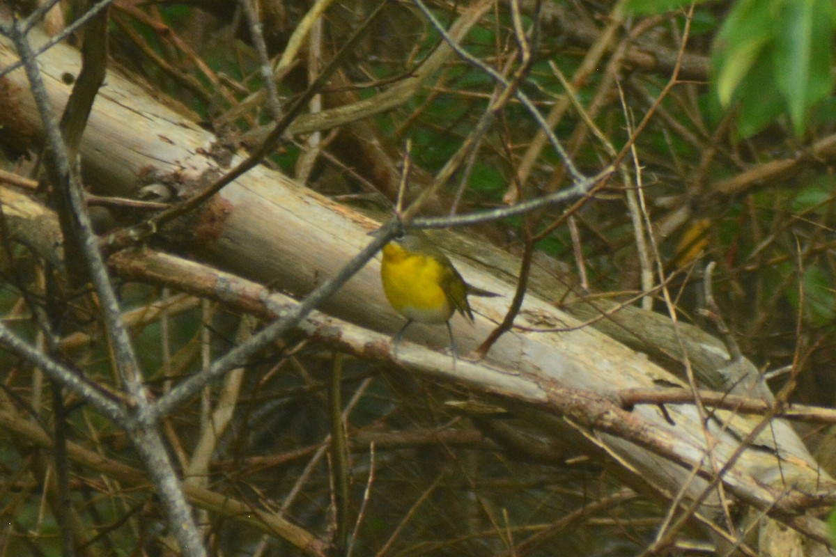 Yellow-breasted Chat - Dylan Jackson