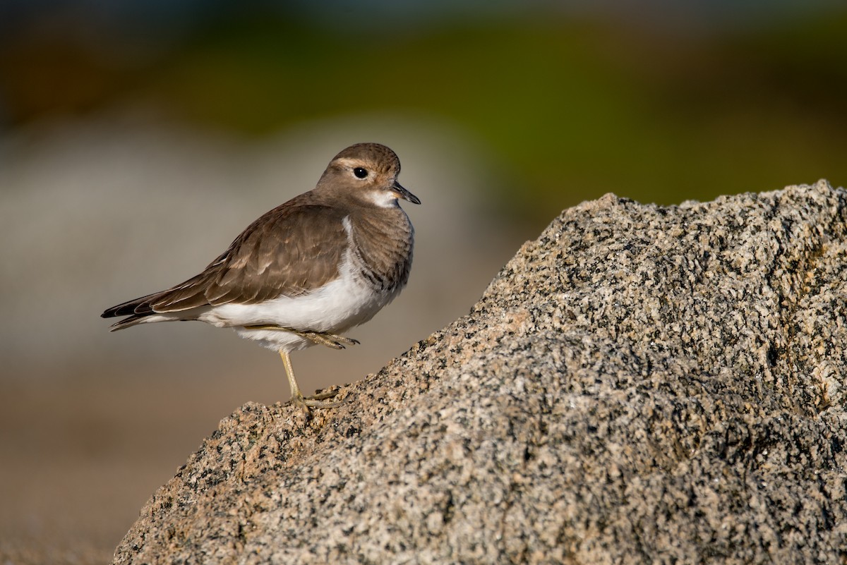Rufous-chested Dotterel - Vicente Pantoja Maggi