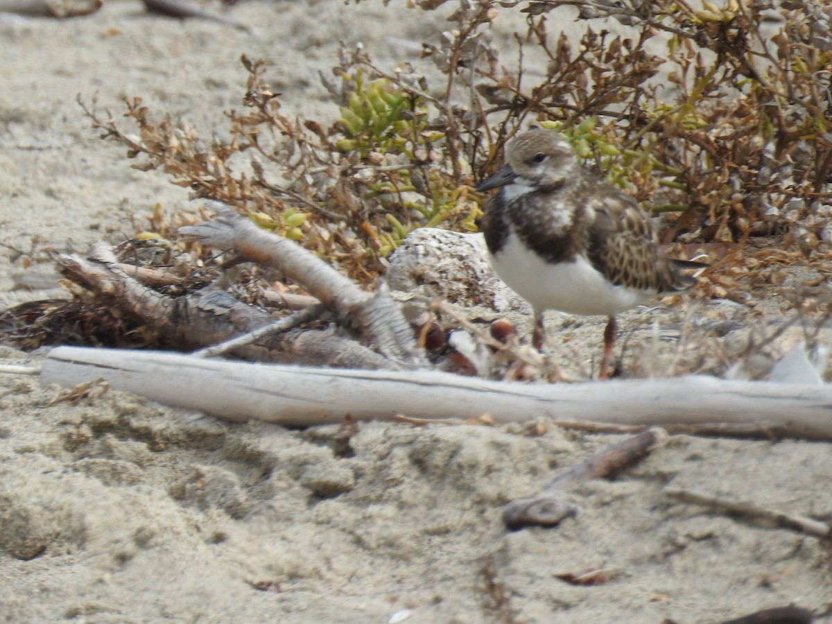 Ruddy Turnstone - James Maley