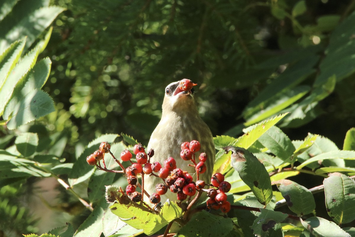 Cedar Waxwing - ML69214641