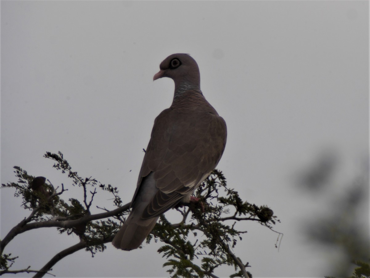 Bare-eyed Pigeon - ML69214751