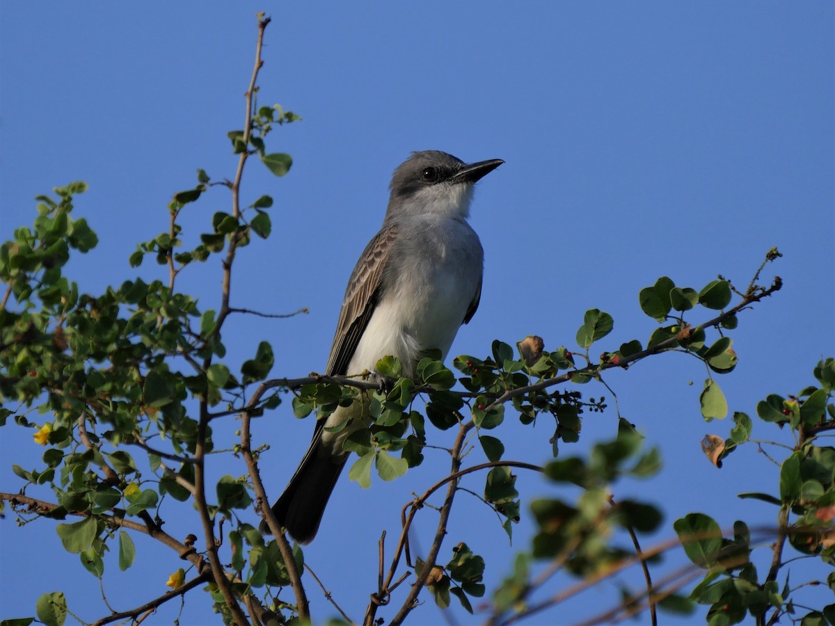 Gray Kingbird - ML69215401