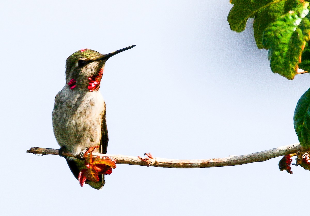 Anna's Hummingbird - ML69216801