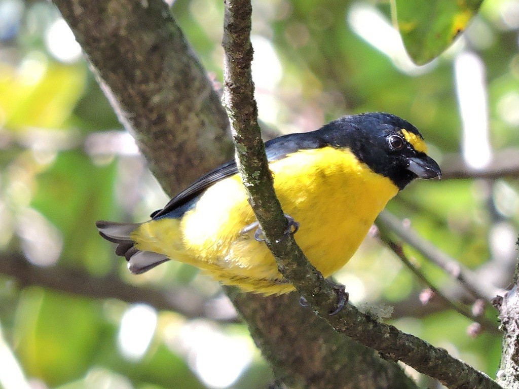 Green-throated Euphonia - Fábio Luís Mello