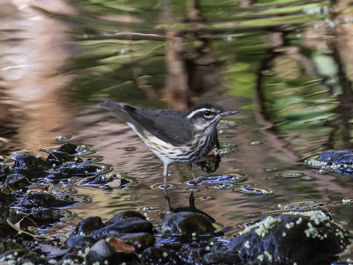 Louisiana Waterthrush - ML69217551