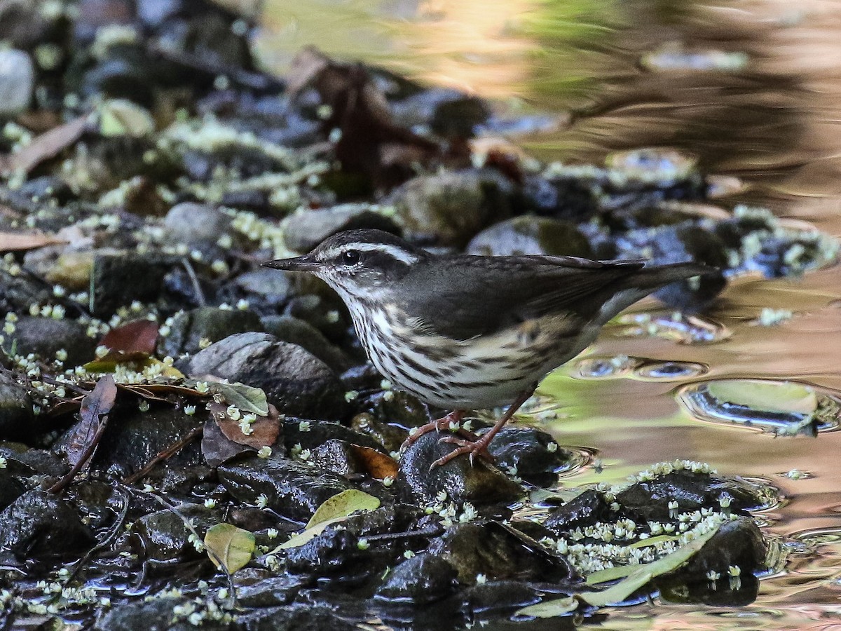 Louisiana Waterthrush - Bruce Aird