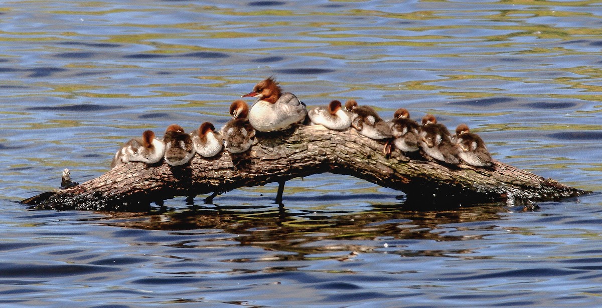 Common Merganser (North American) - ML69217901