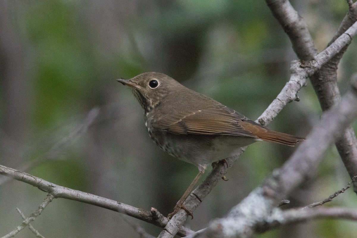 Hermit Thrush - ML69220061