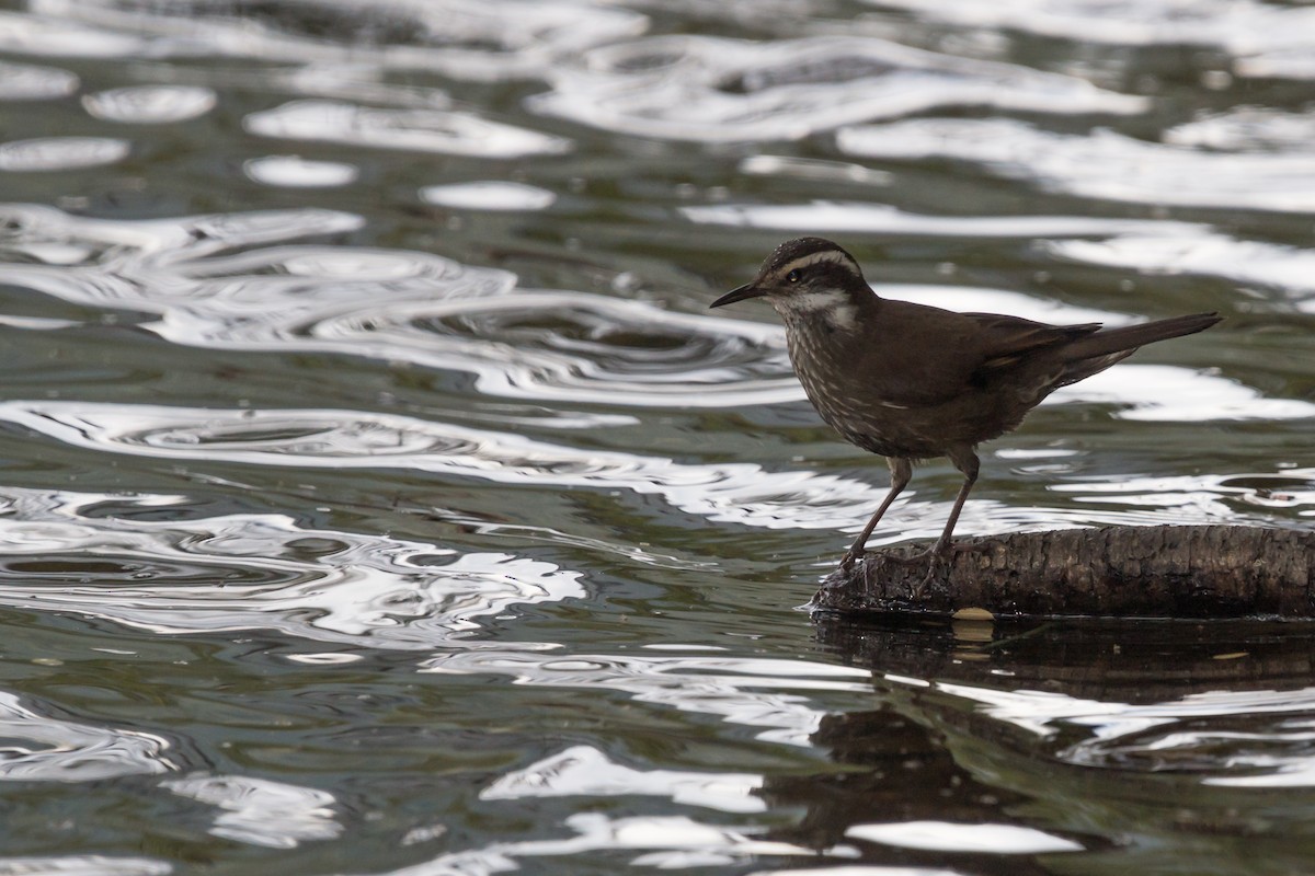 Dark-bellied Cinclodes - ML69220421