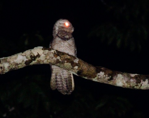 Great Potoo - ML69220531