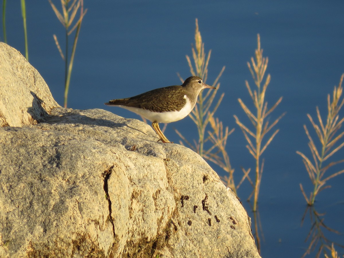 Spotted Sandpiper - Robert Theriault