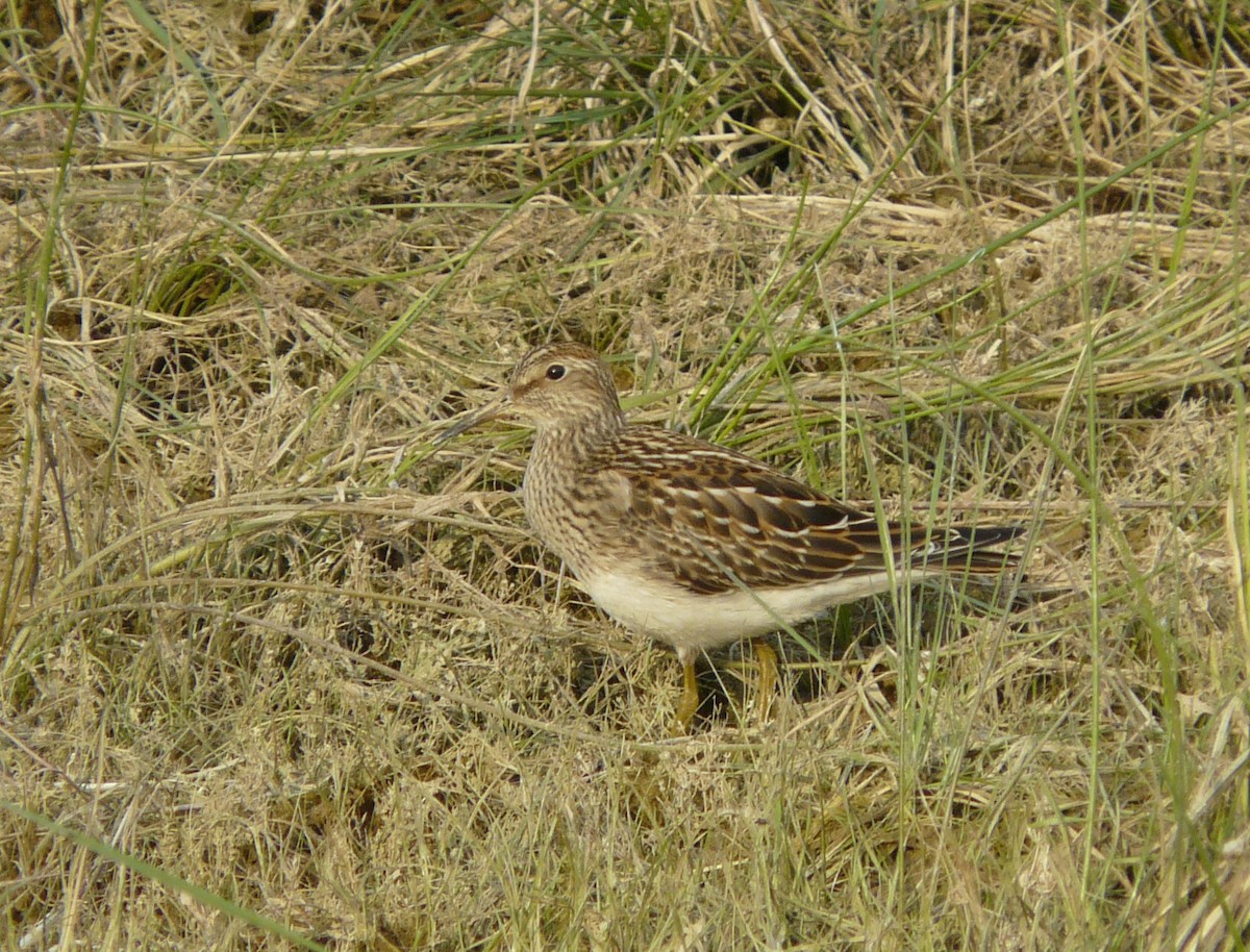 Pectoral Sandpiper - Douglas Leighton