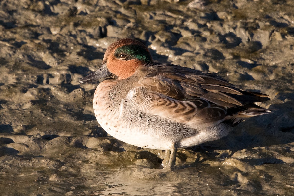 Green-winged Teal - Garrett Lau