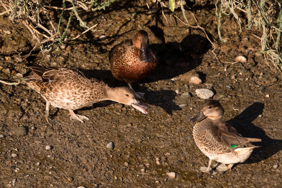 Cinnamon Teal - ML69223081