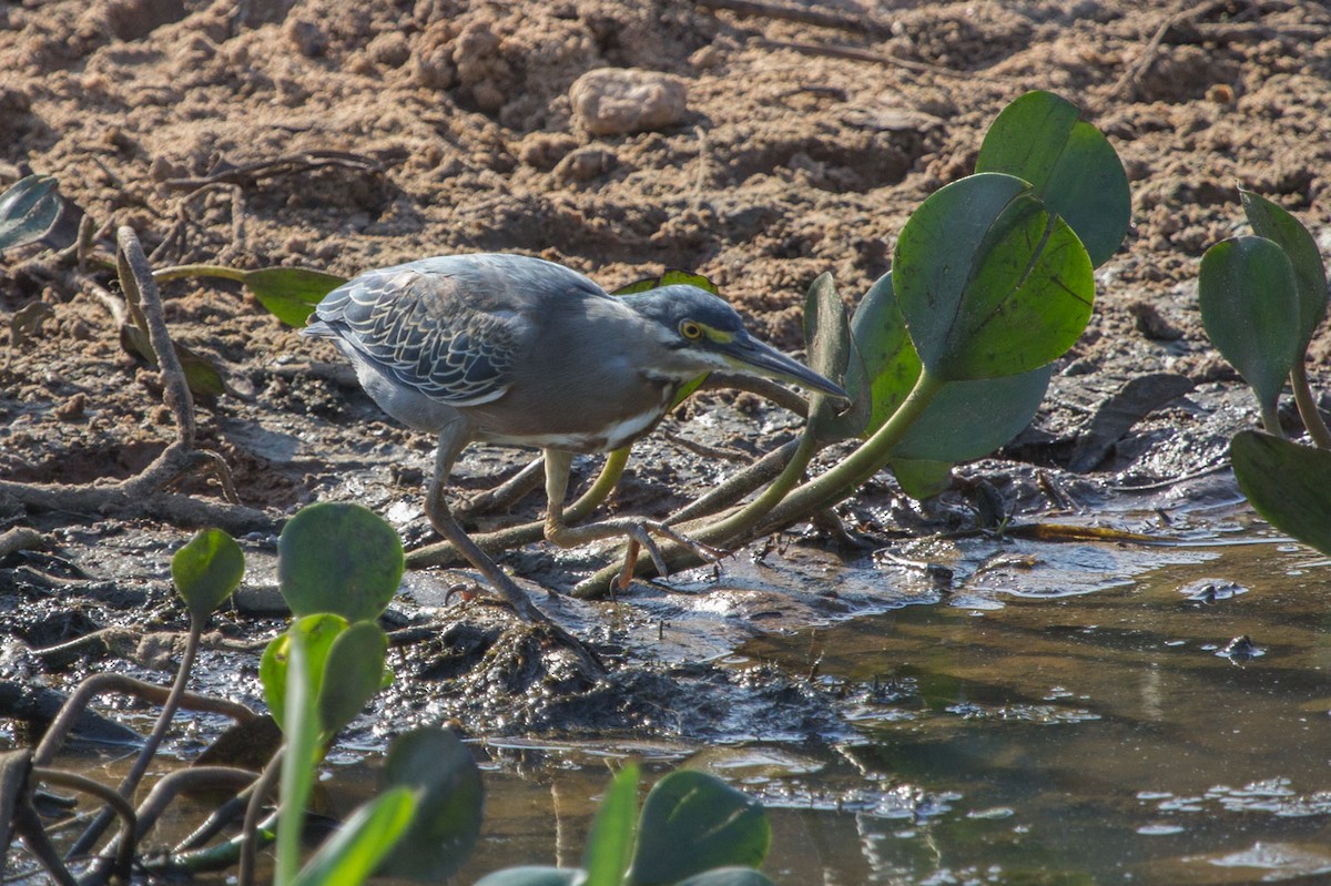 Striated Heron - ML69223531