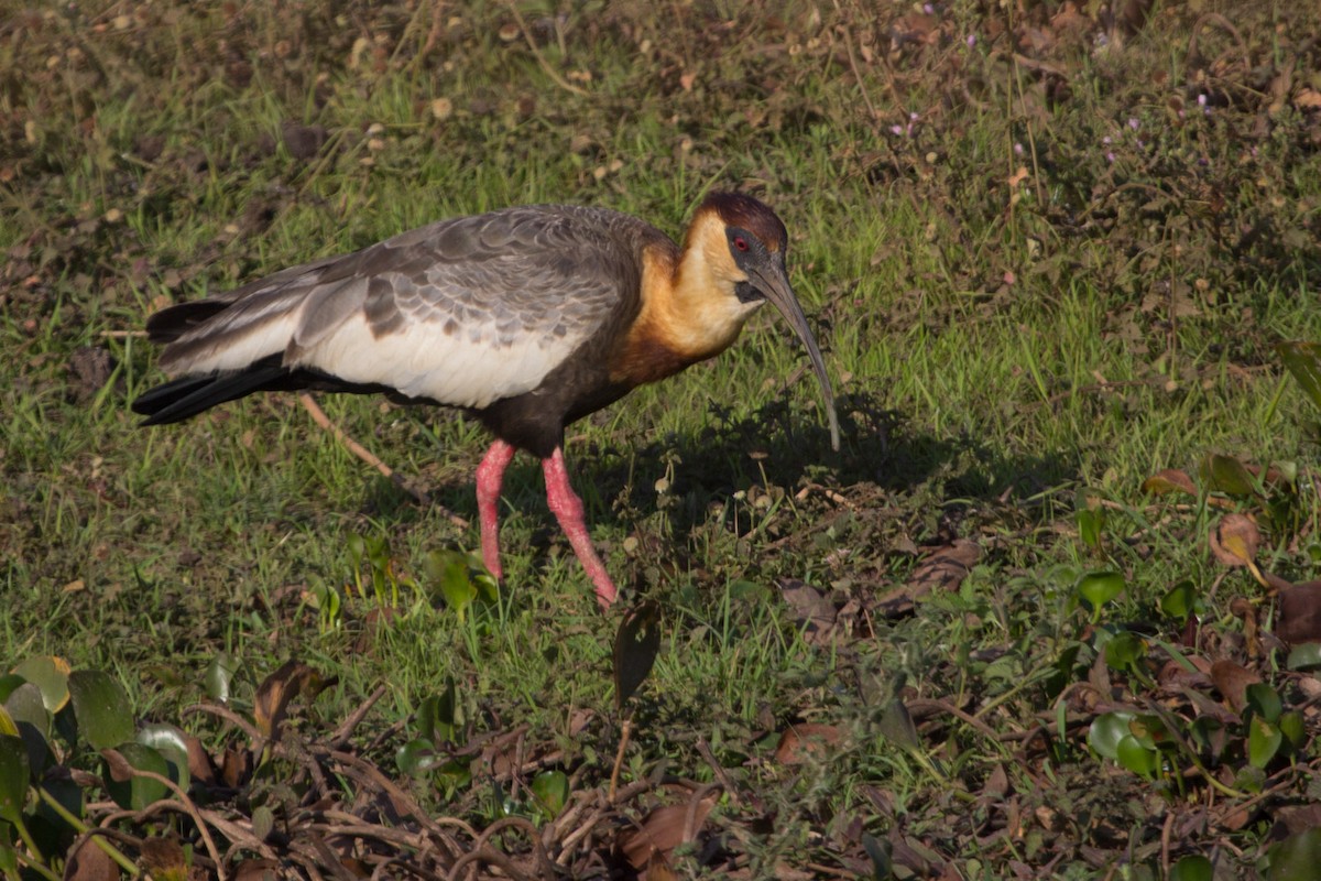 ibis bělokřídlý - ML69223991