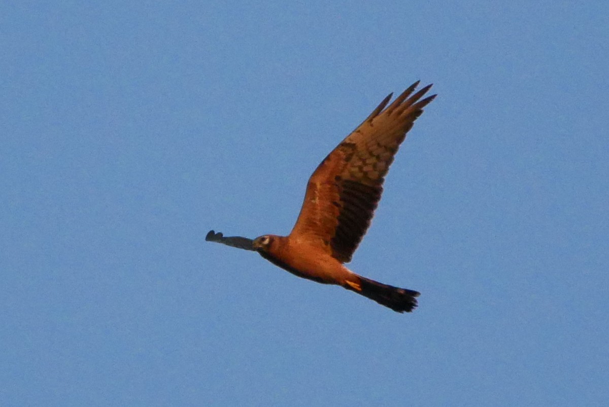 Montagu's Harrier - ML69224261