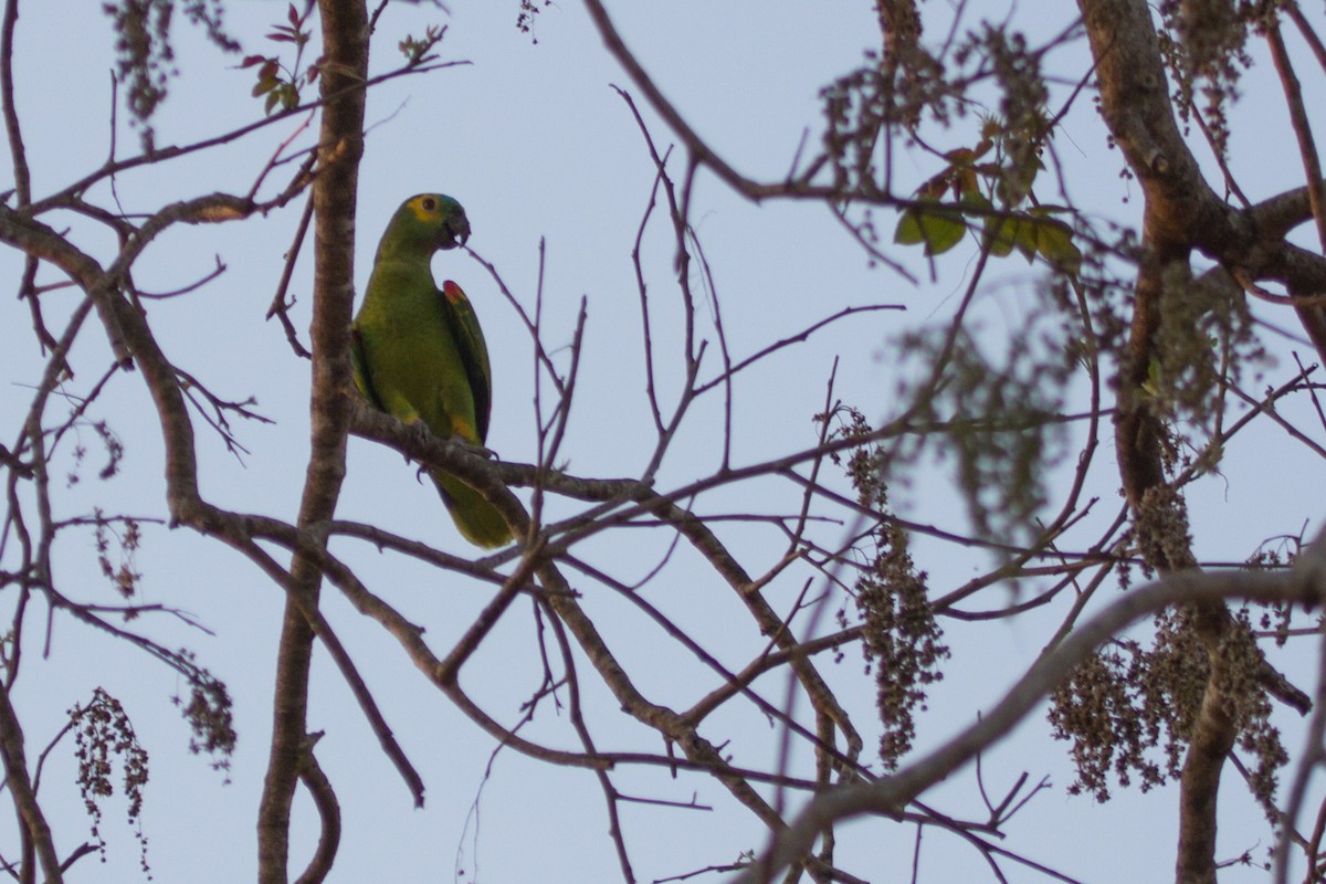 Turquoise-fronted Parrot - Lindy Fung