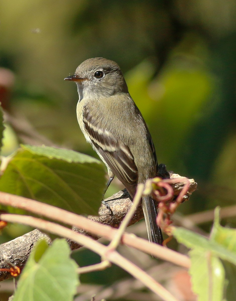 Hammond's Flycatcher - ML69224731