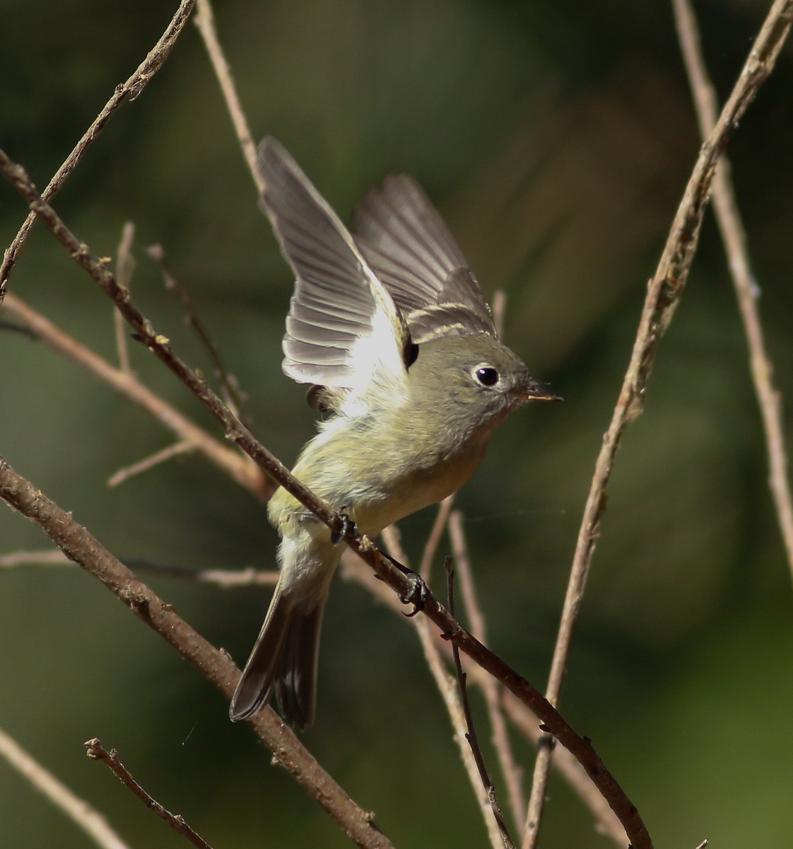 Hammond's Flycatcher - ML69224801