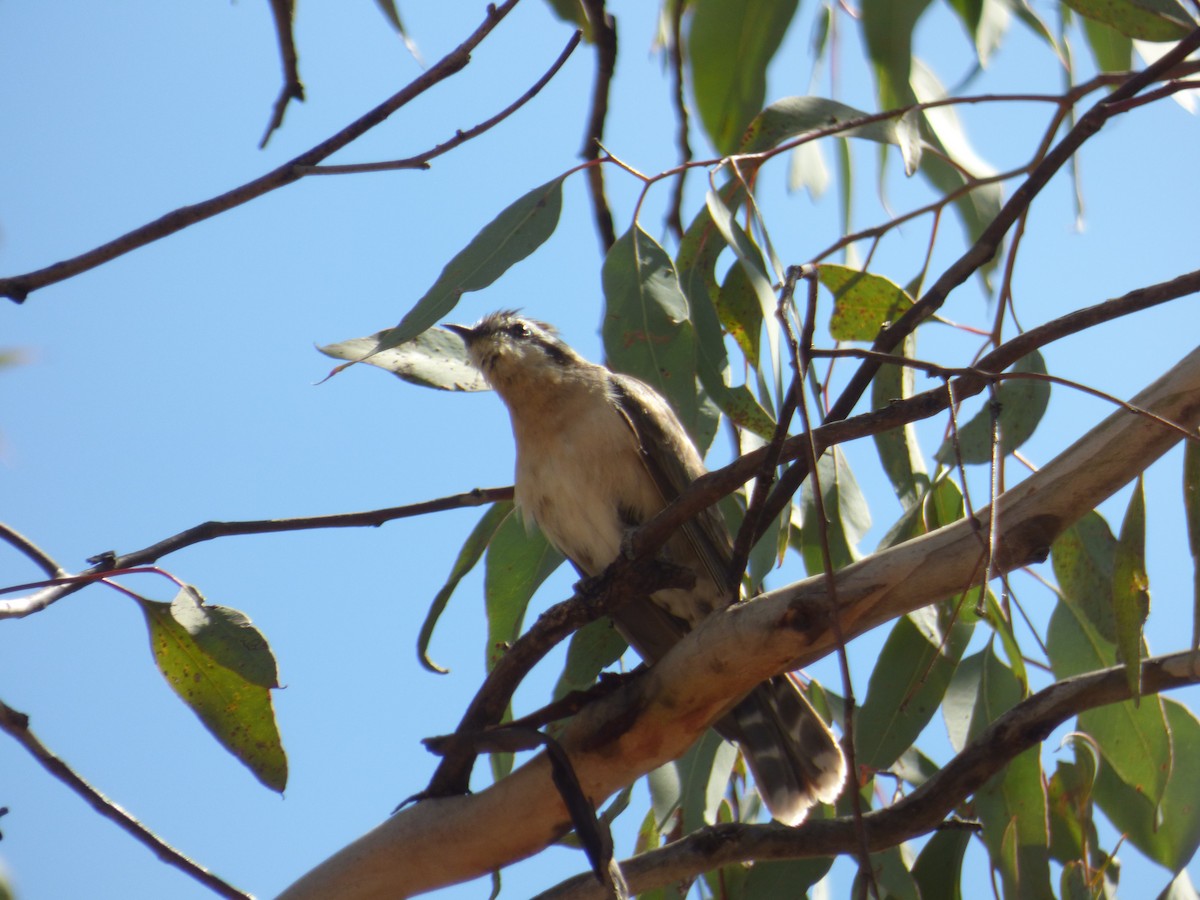 Black-eared Cuckoo - ML69225031