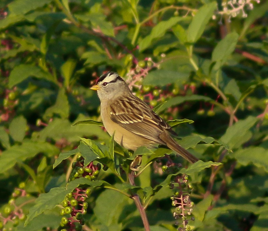 Bruant à couronne blanche (pugetensis) - ML69225211