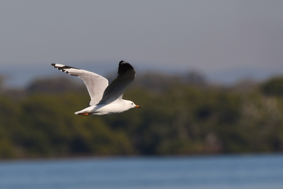 racek australský (ssp. novaehollandiae/forsteri) - ML69225921