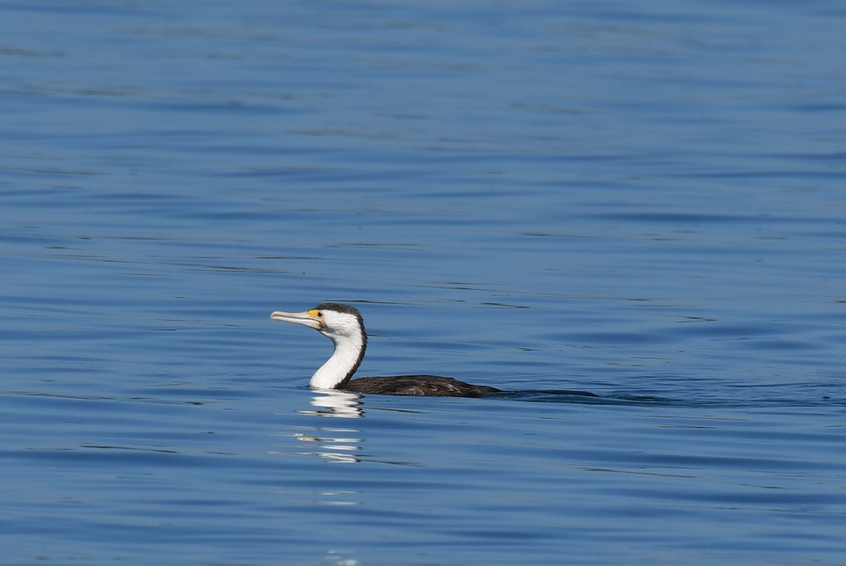 Pied Cormorant - ML69226201