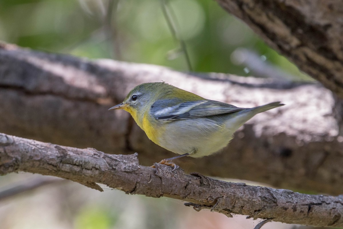 Northern Parula - ML69226431