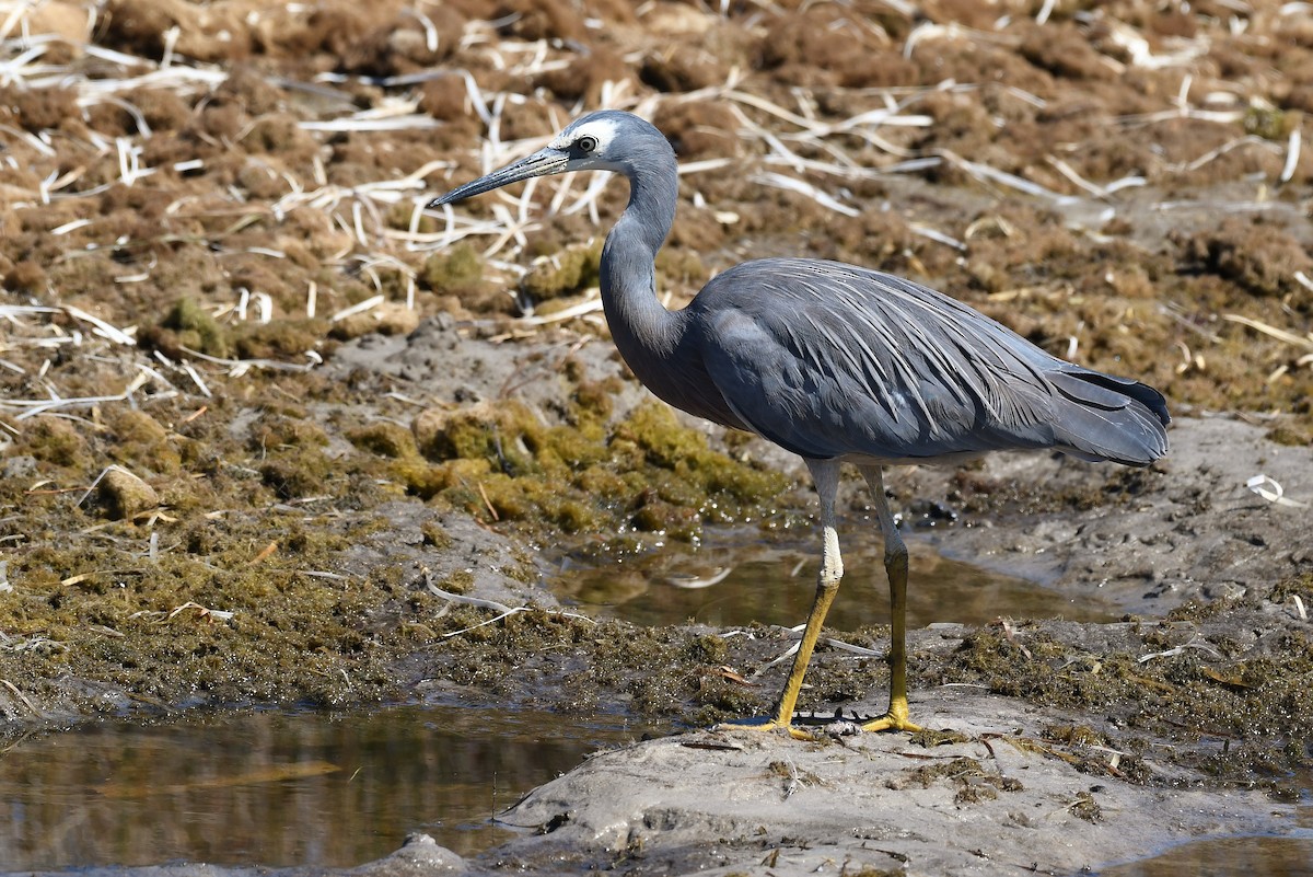 White-faced Heron - ML69226581