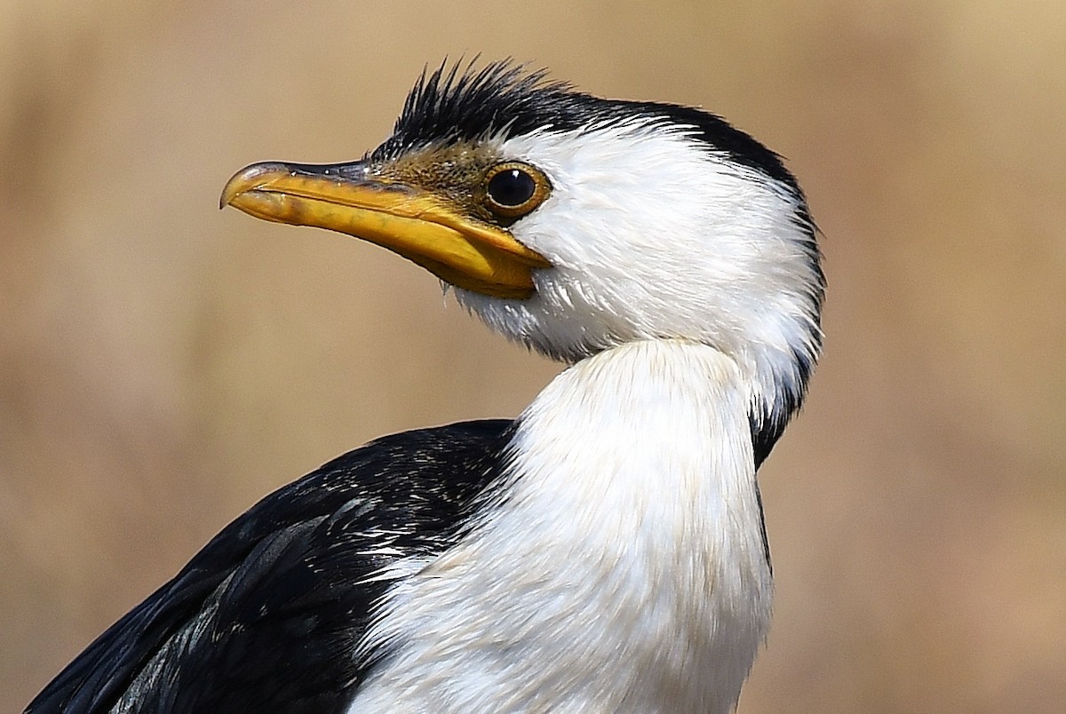 Little Pied Cormorant - ML69226791