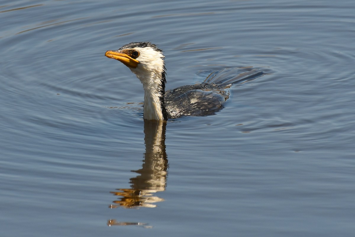 Little Pied Cormorant - ML69226811