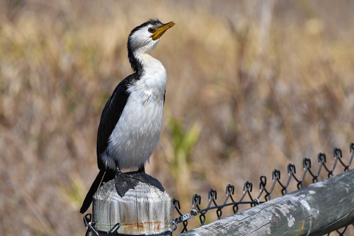 Little Pied Cormorant - ML69226901