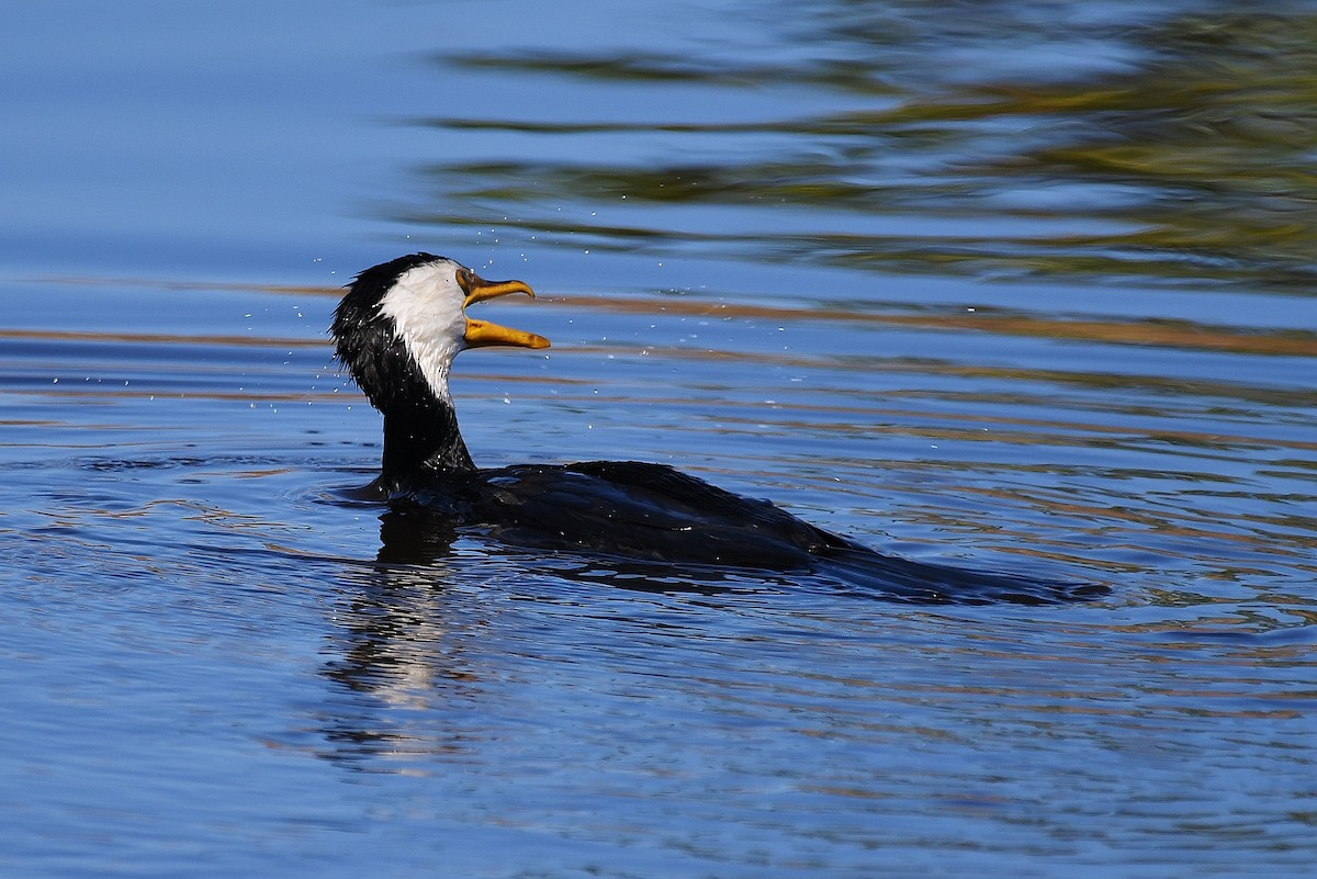 Little Pied Cormorant - ML69227201