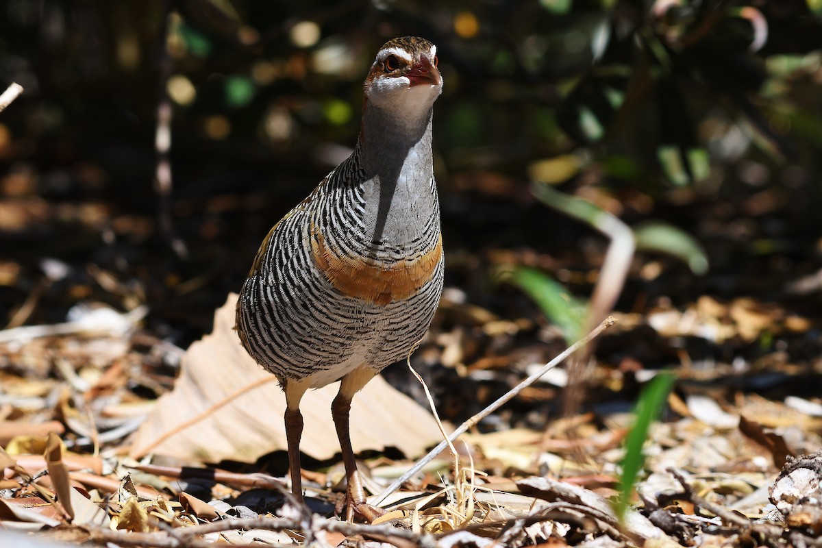 Buff-banded Rail - Terence Alexander