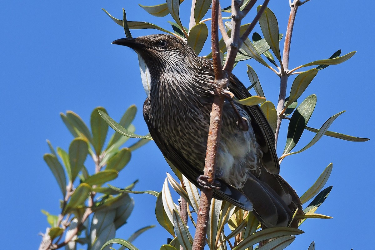 Little Wattlebird - ML69227611