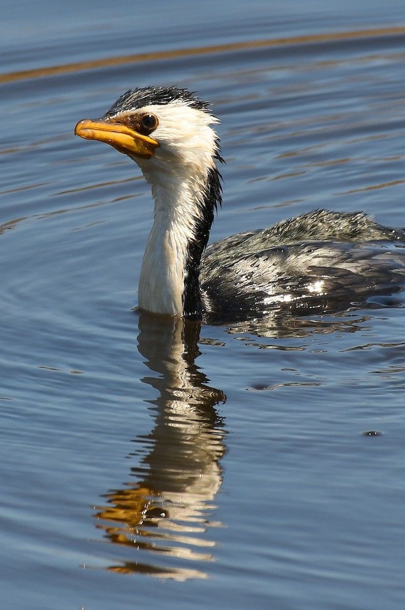 Little Pied Cormorant - ML69228151
