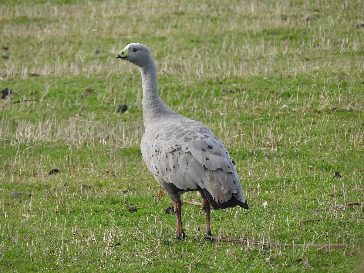 Cape Barren Goose - Chris Burwell
