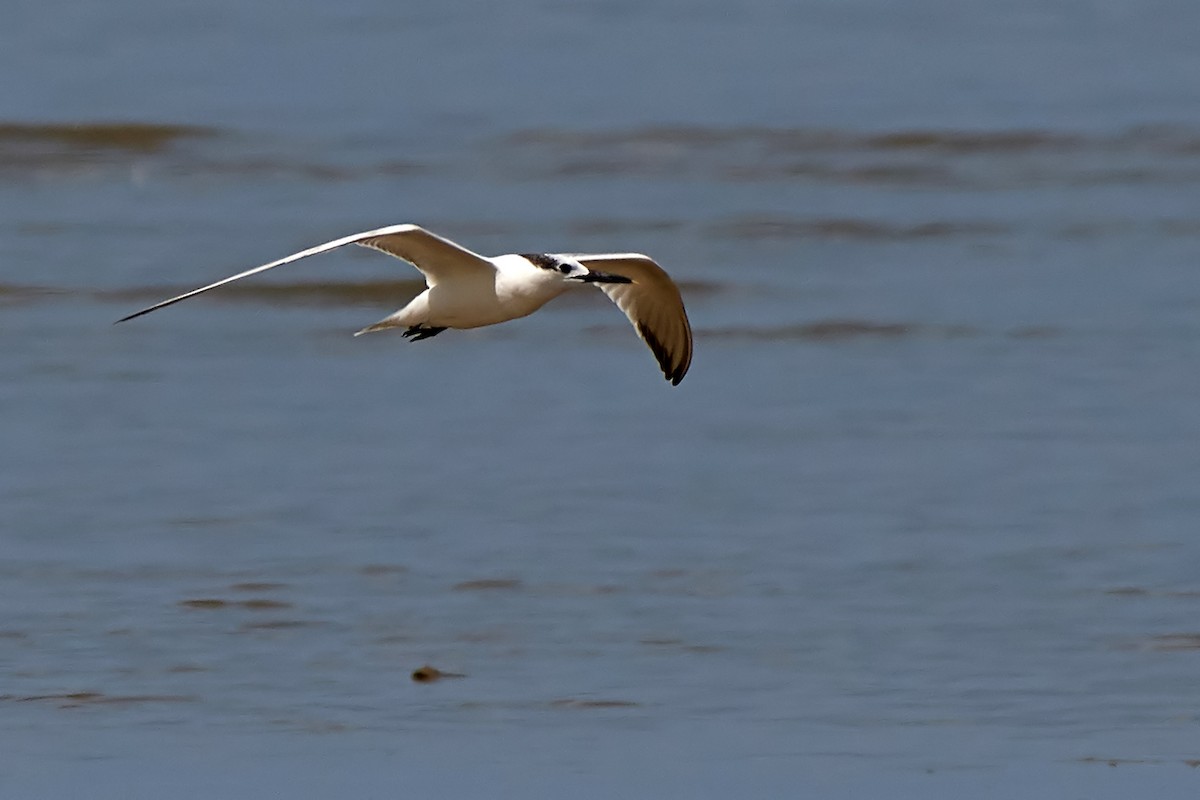 Sandwich Tern - ML69229661