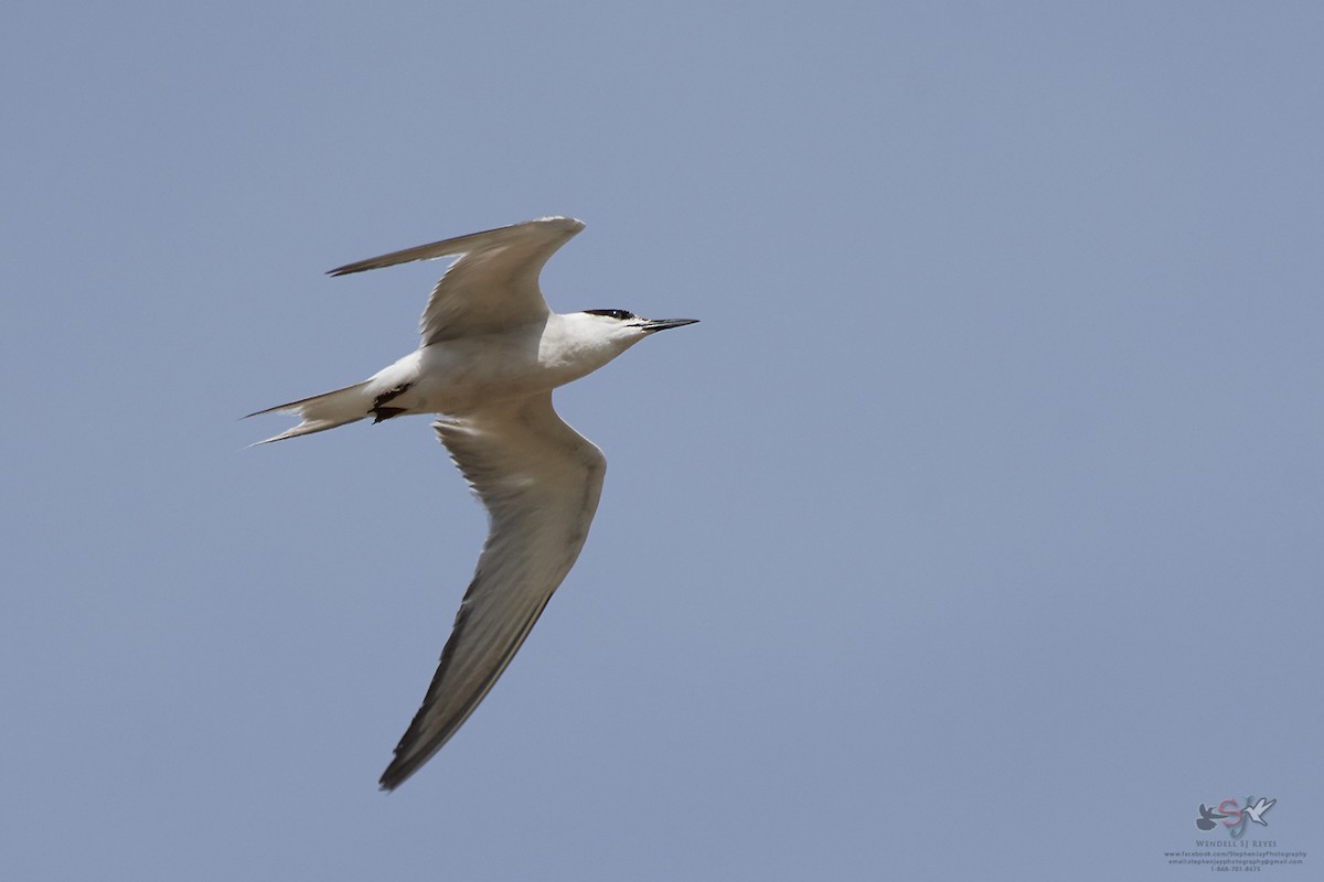 Least Tern - ML69229681