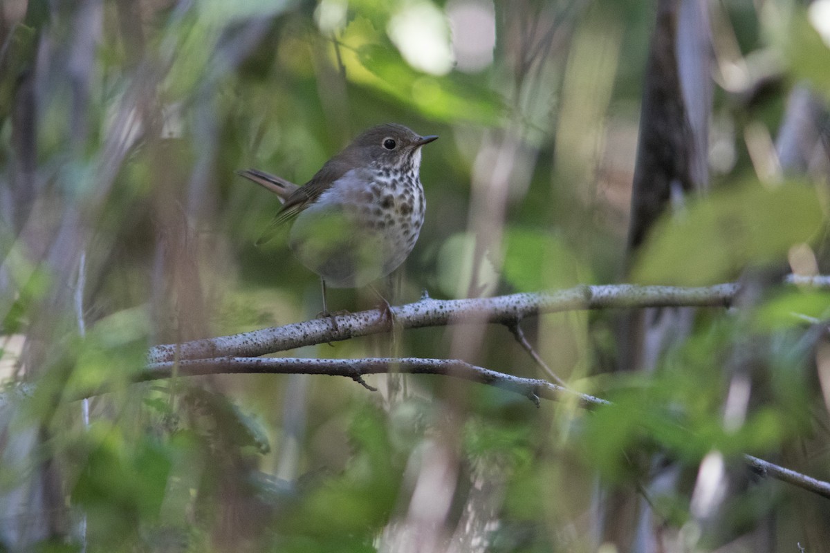 Hermit Thrush - ML69229701