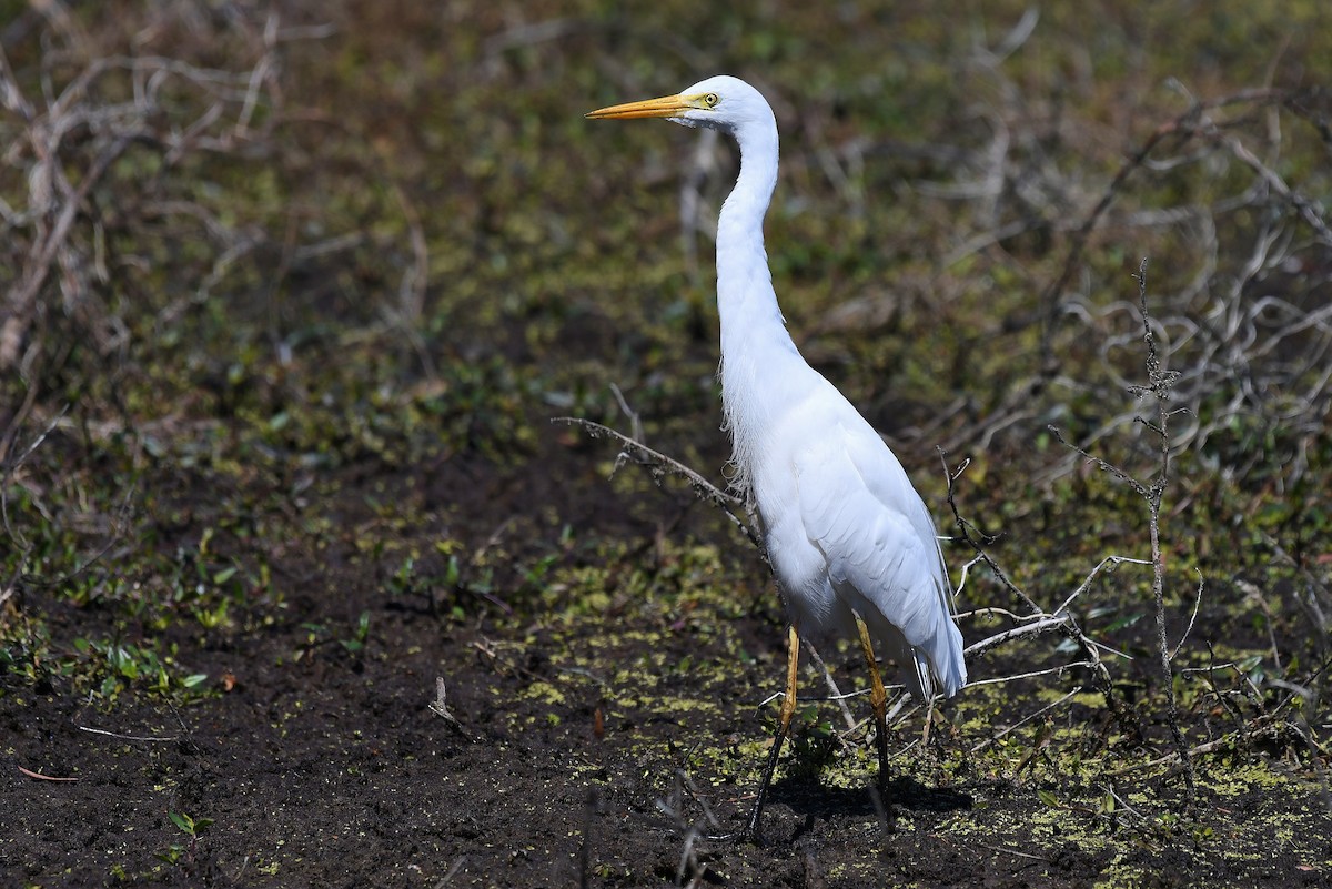 Plumed Egret - Terence Alexander