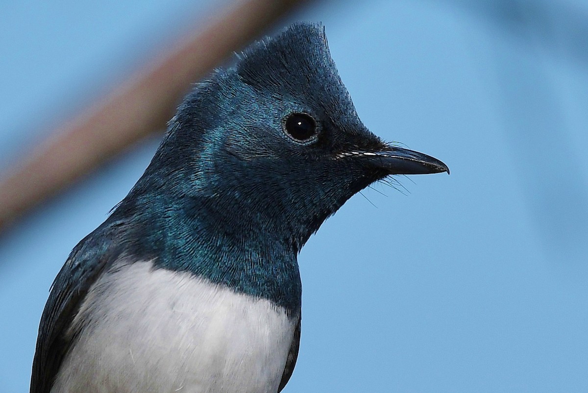 Leaden Flycatcher - ML69230731