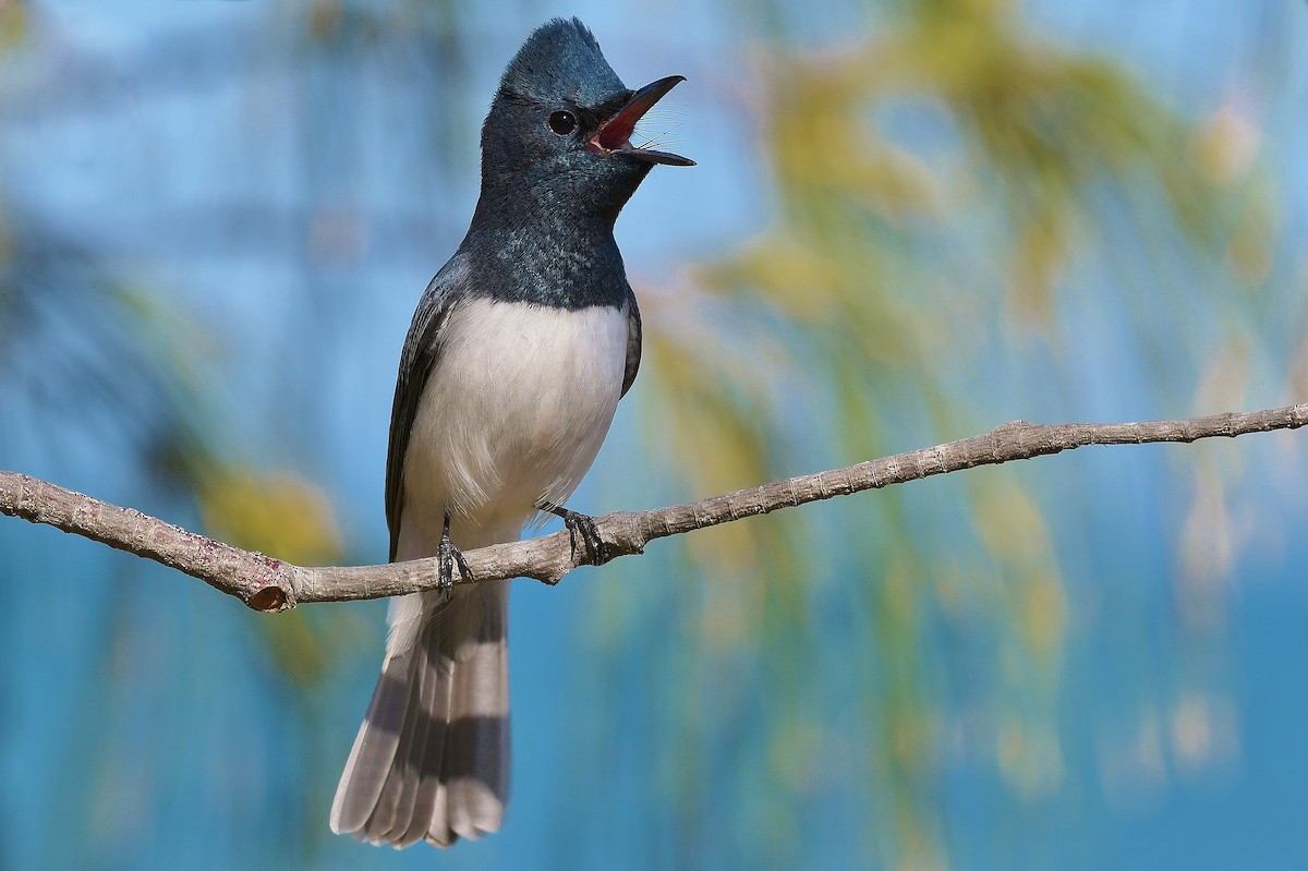 Leaden Flycatcher - Terence Alexander